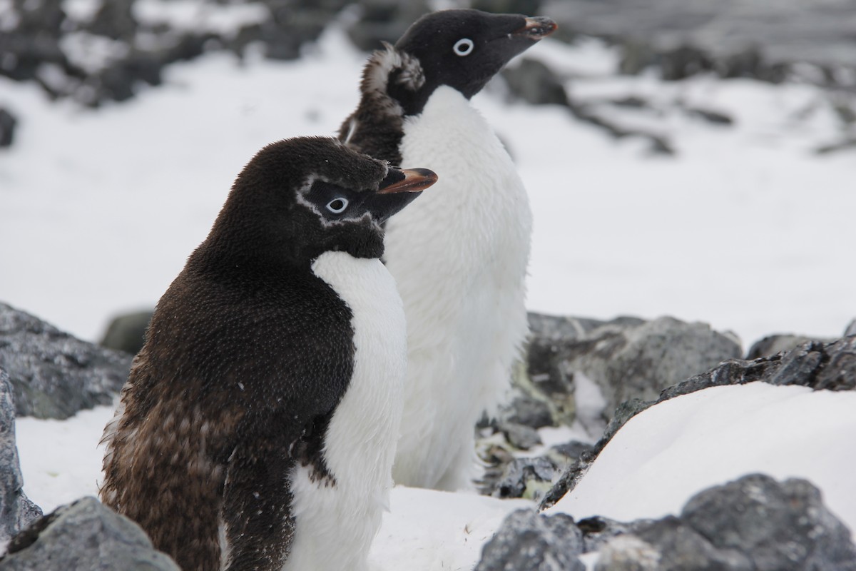 Adelie Penguin - ML620317225