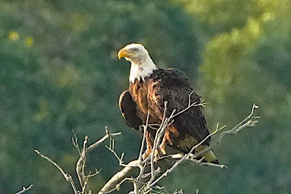 Bald Eagle - ML620317227