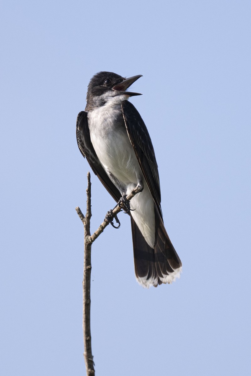 Eastern Kingbird - ML620317228