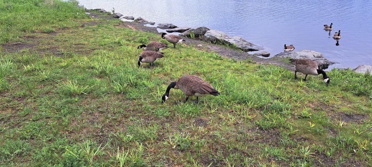 Canada Goose - ML620317230