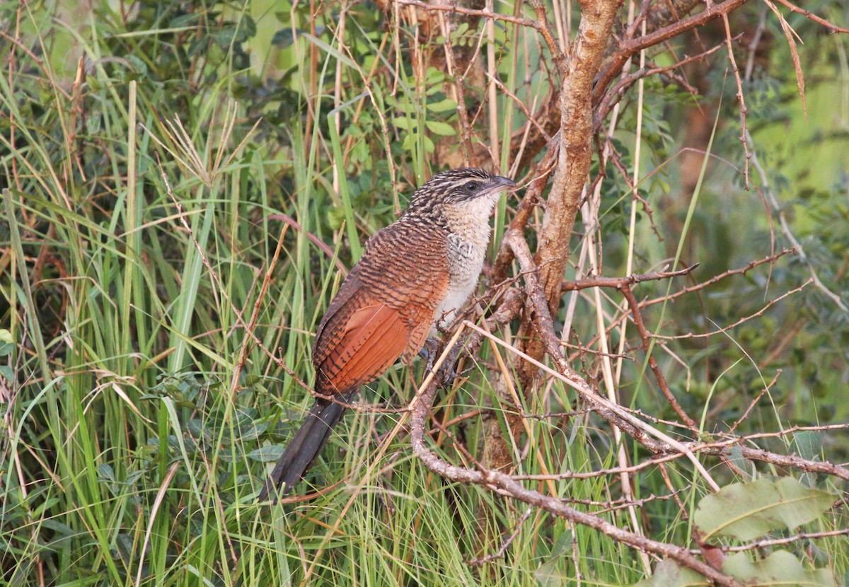 White-browed Coucal - ML620317232