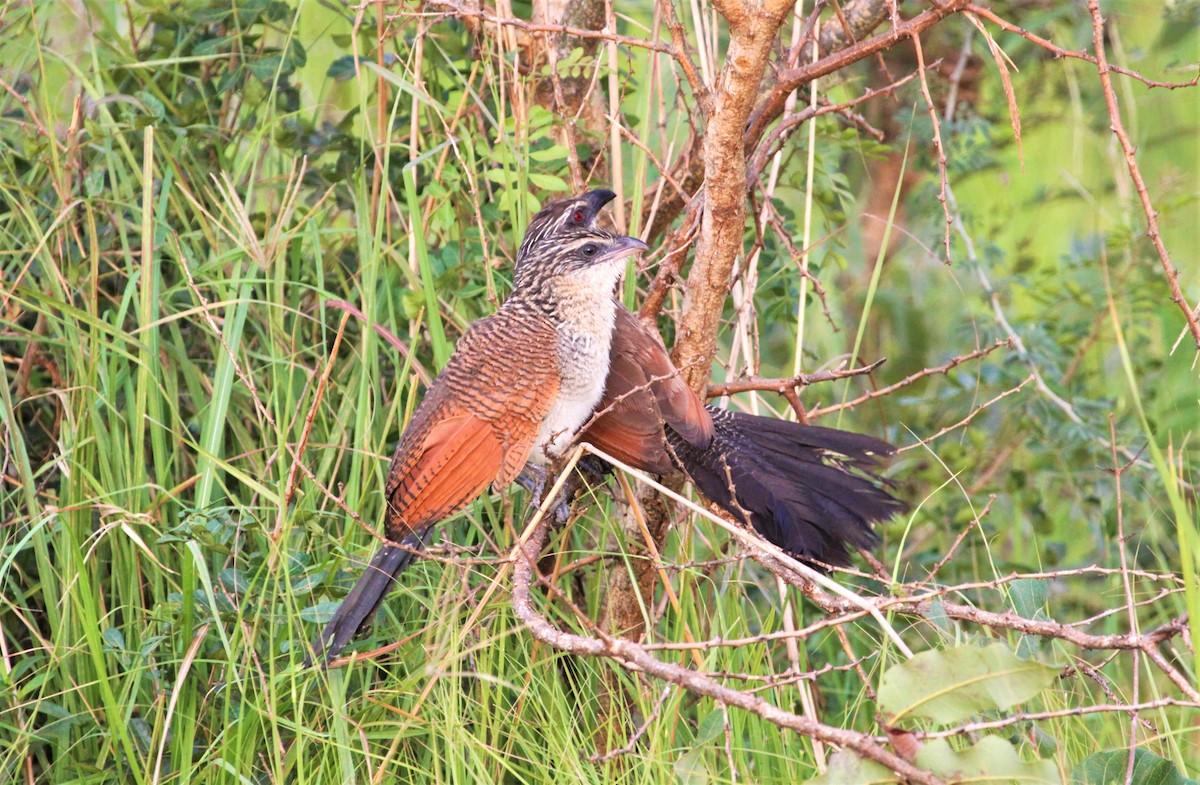 Coucal à sourcils blancs - ML620317233