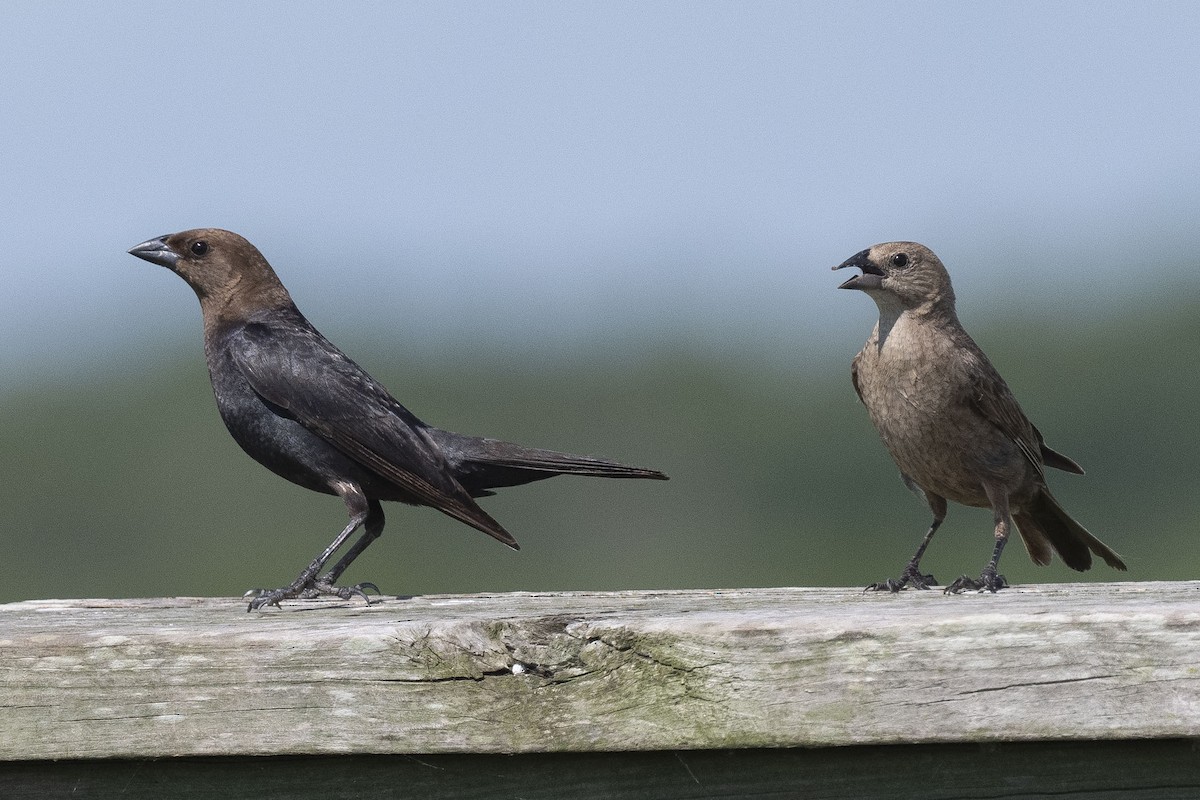 Brown-headed Cowbird - ML620317234