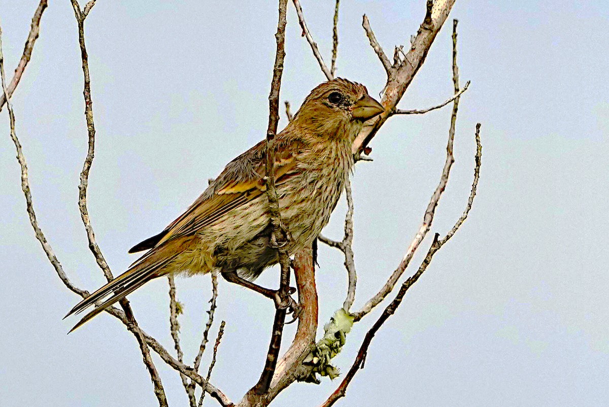 House Finch - ML620317236