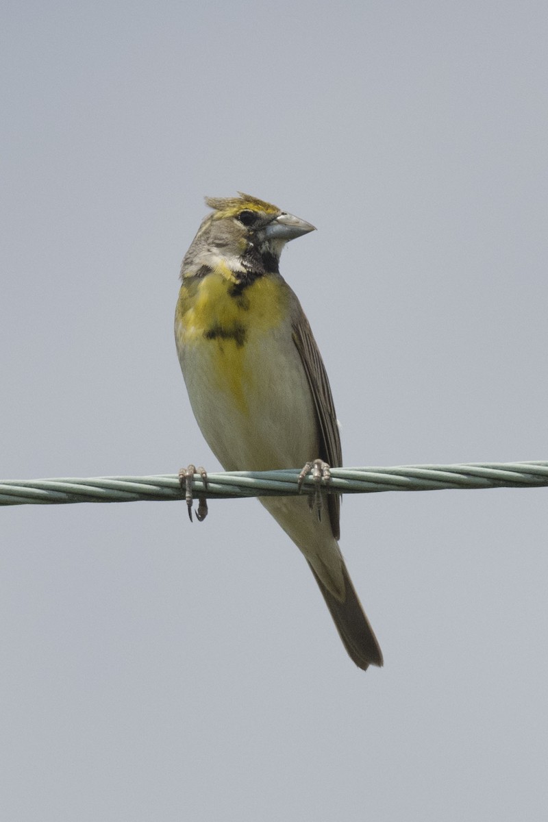 Dickcissel - Jim Bille