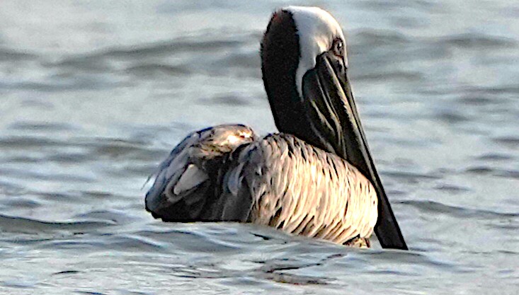 Brown Pelican - ML620317244