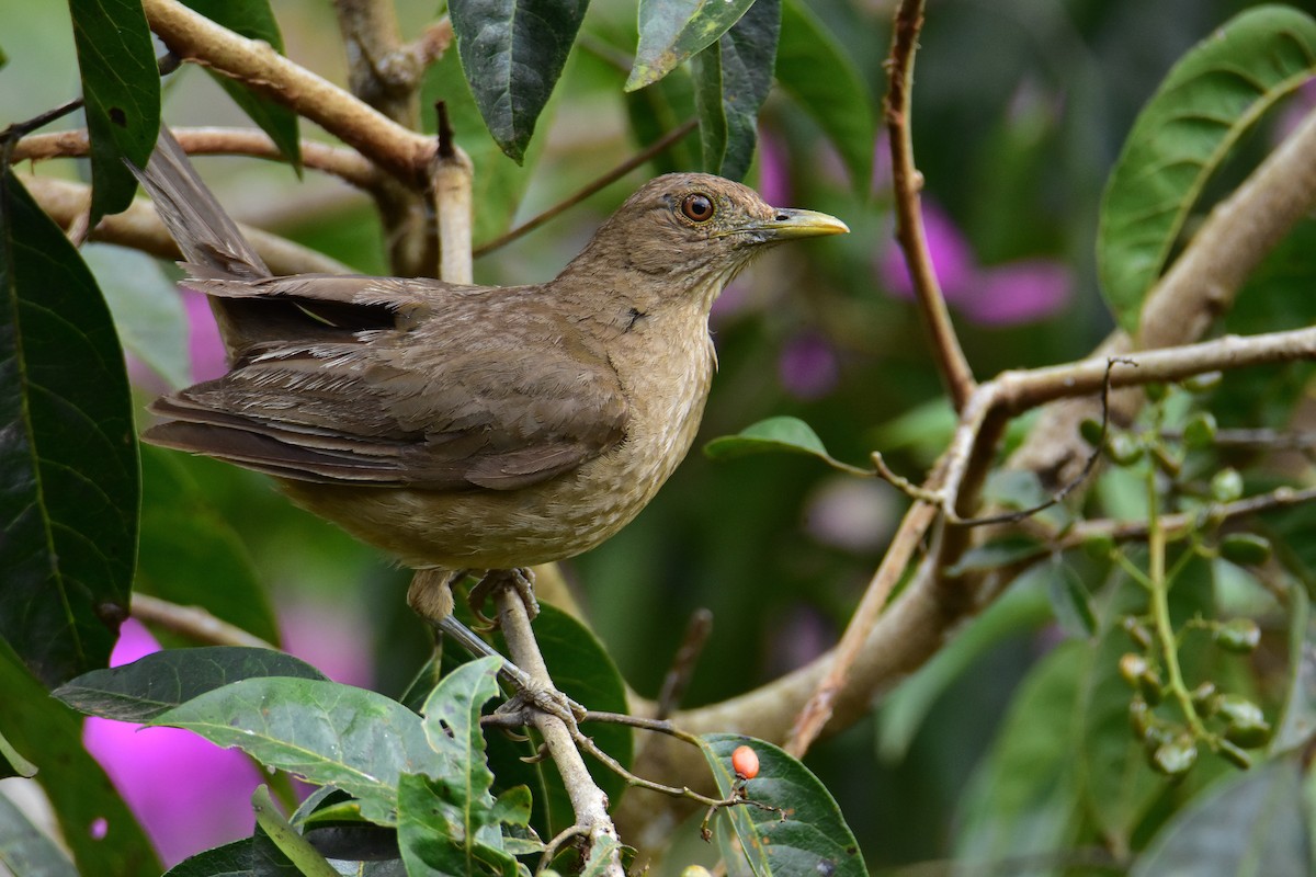 Clay-colored Thrush - ML620317245