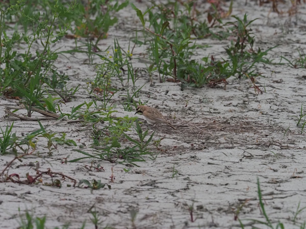 Horned Lark - ML620317254