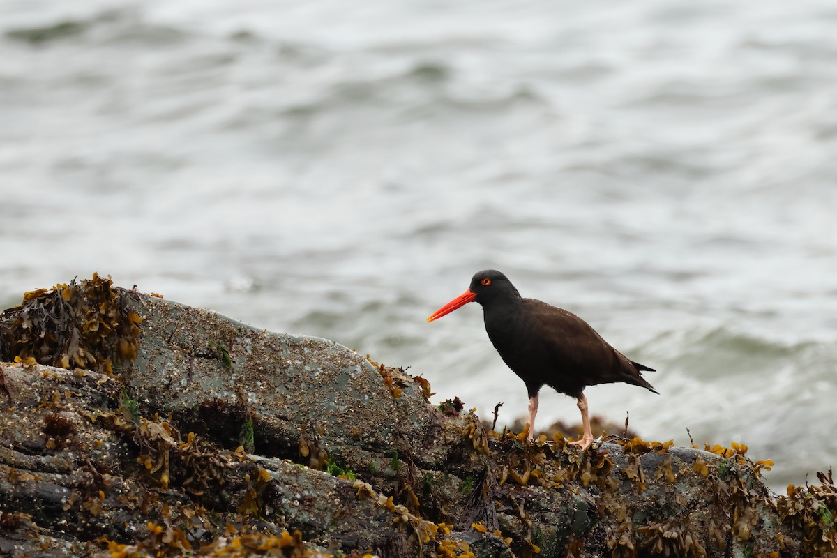 Black Oystercatcher - ML620317266