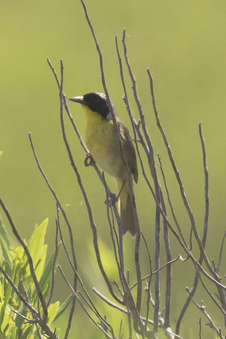 Common Yellowthroat - ML620317269