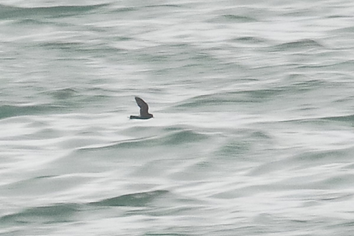 Wilson's Storm-Petrel - ML620317270