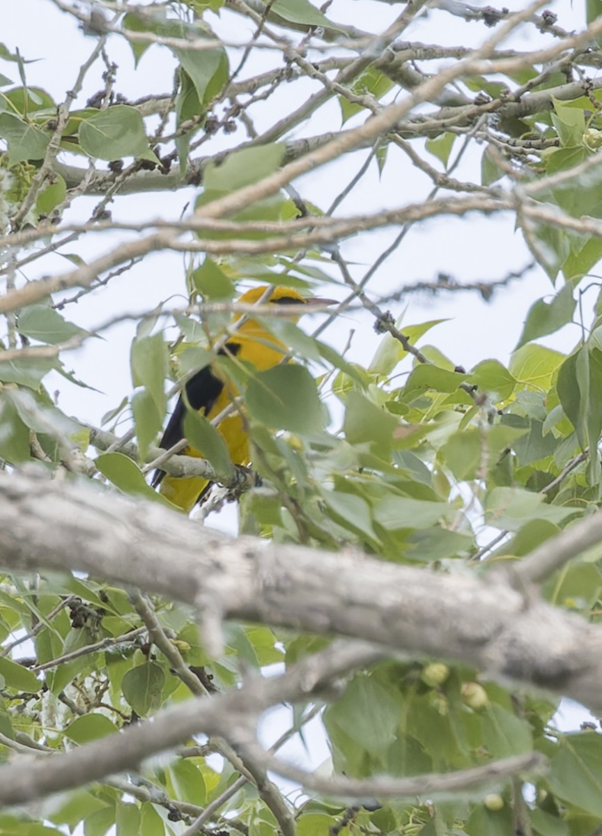 Indian Golden Oriole - ML620317273