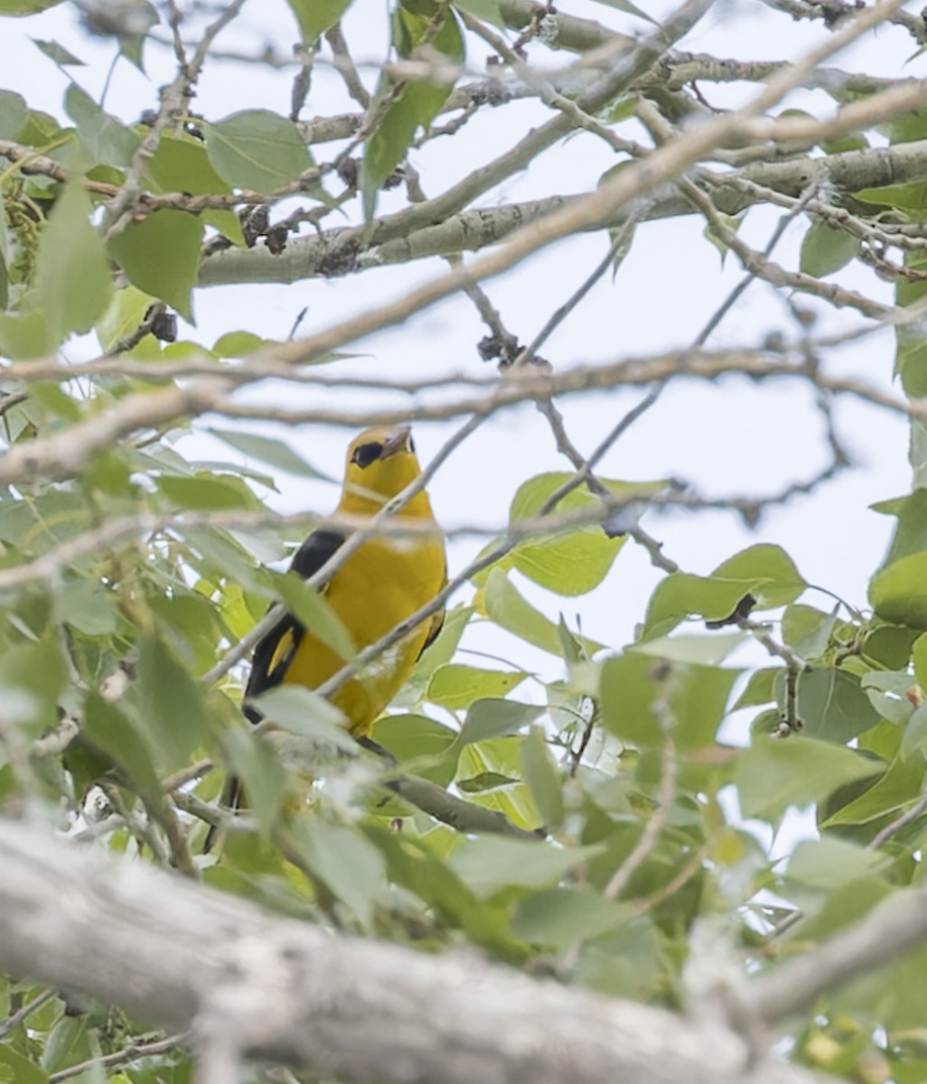 Indian Golden Oriole - ML620317274