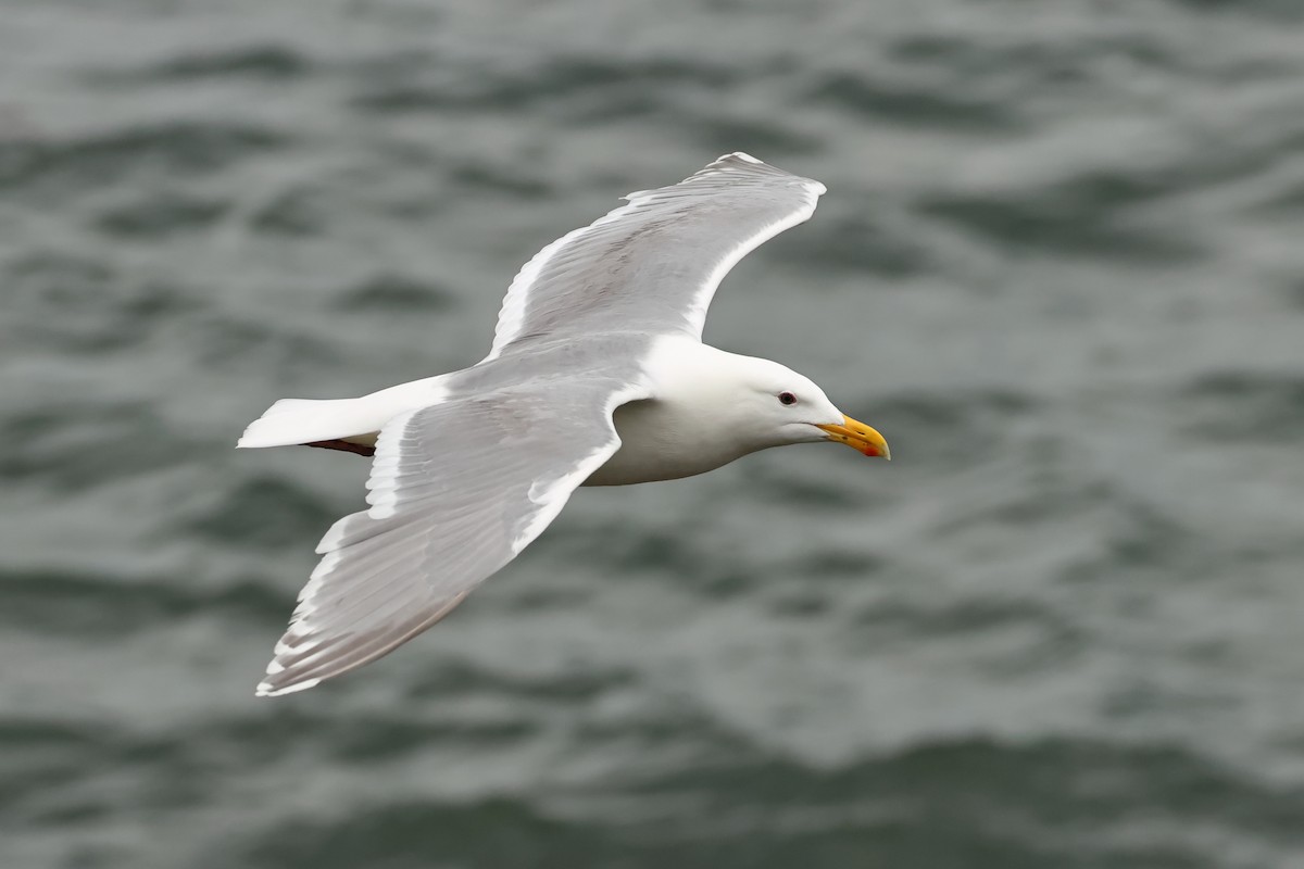 Glaucous-winged Gull - Serge Rivard