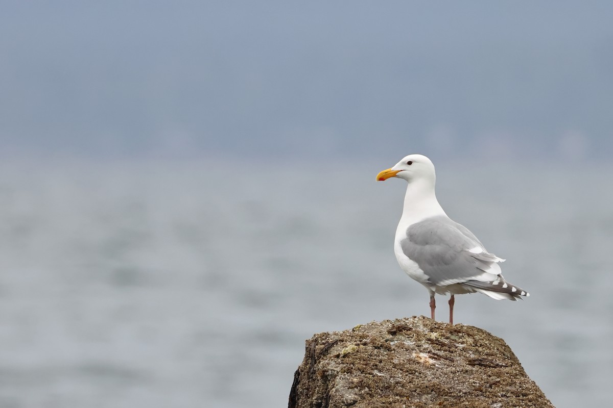 Glaucous-winged Gull - ML620317282