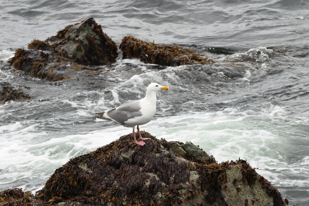 Goéland à ailes grises - ML620317284