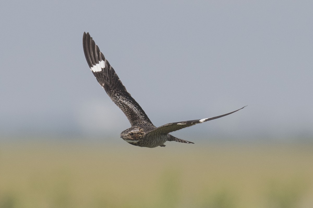 Common Nighthawk - Jim Bille