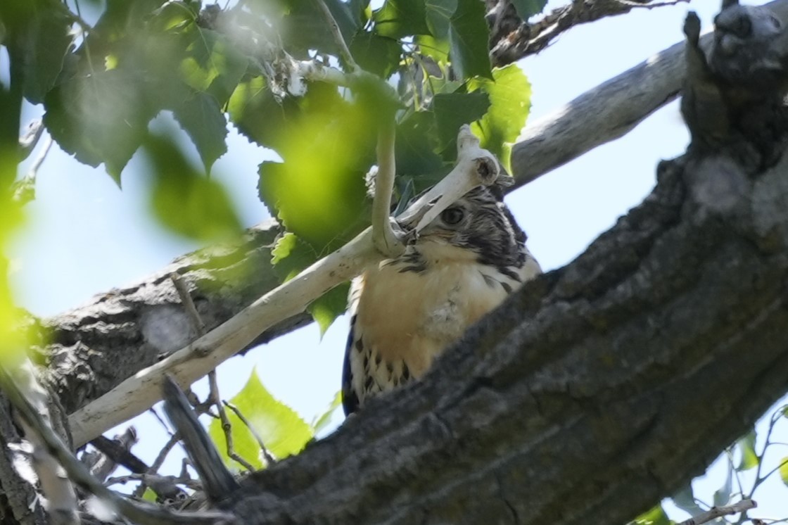 Red-tailed Hawk - ML620317292