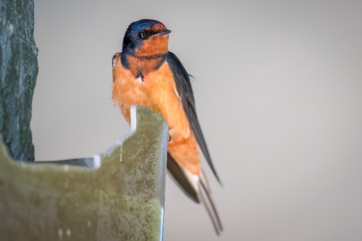 Barn Swallow - ML620317299