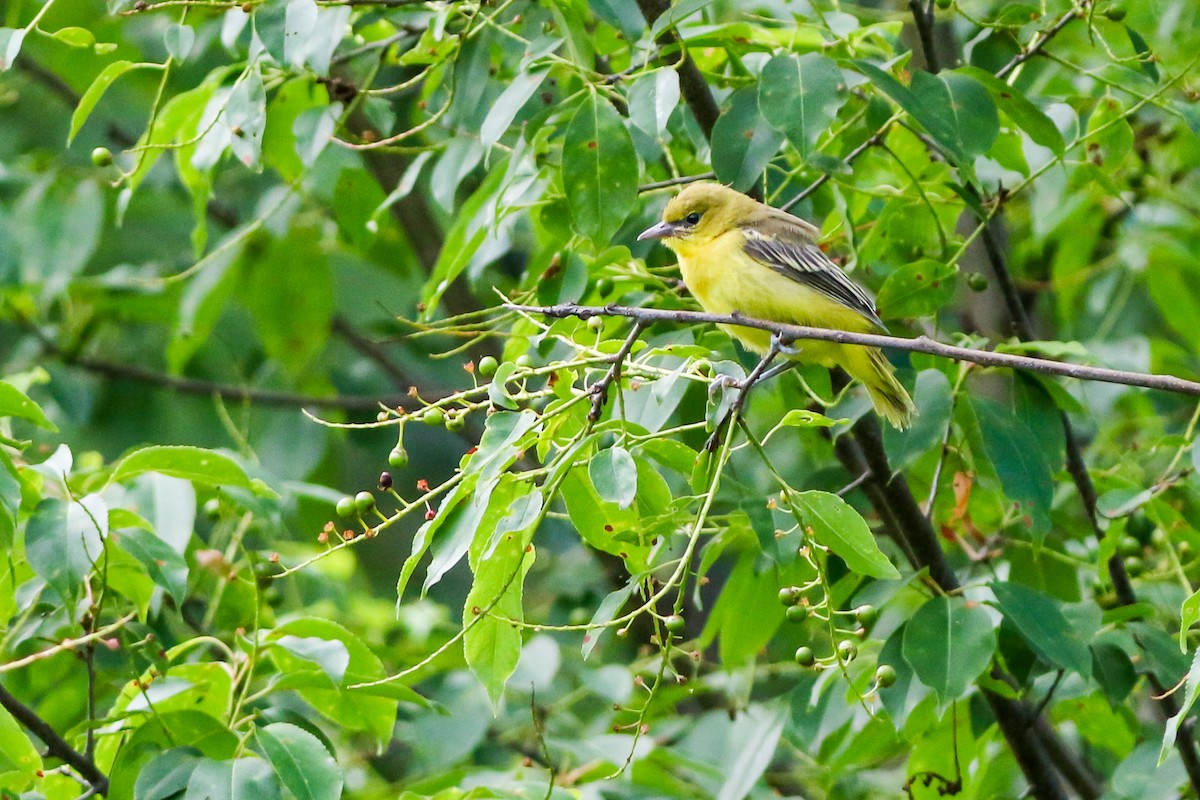 Orchard Oriole - ML620317301