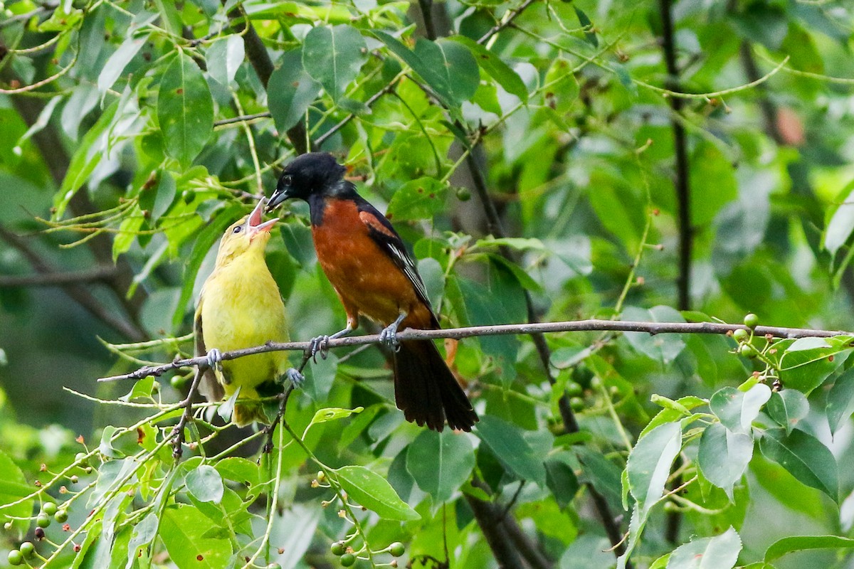 Orchard Oriole - ML620317302