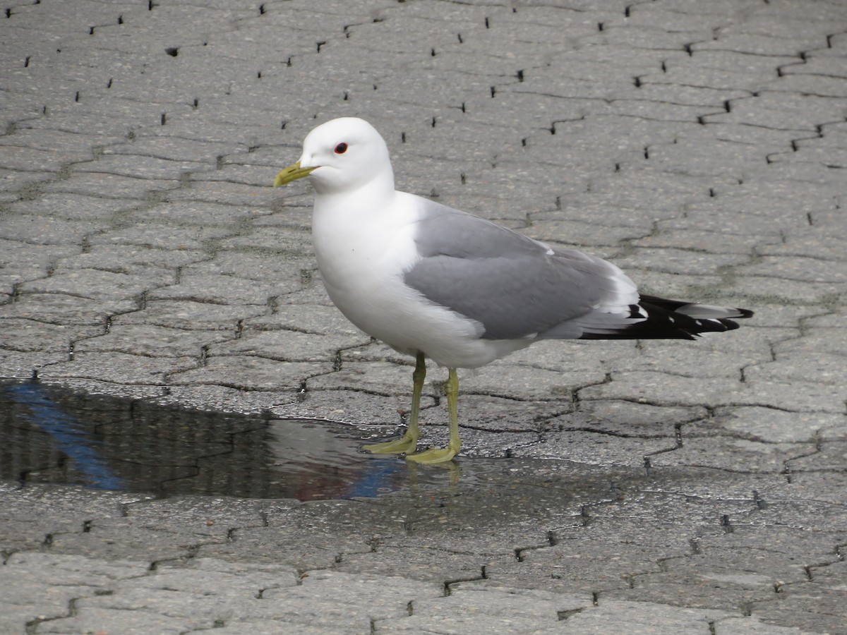 Goéland cendré - ML620317305