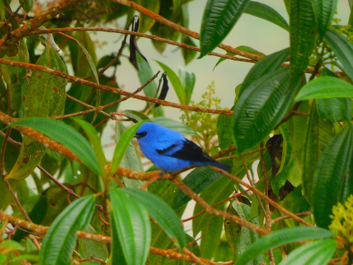 Blue-and-black Tanager - ML620317308