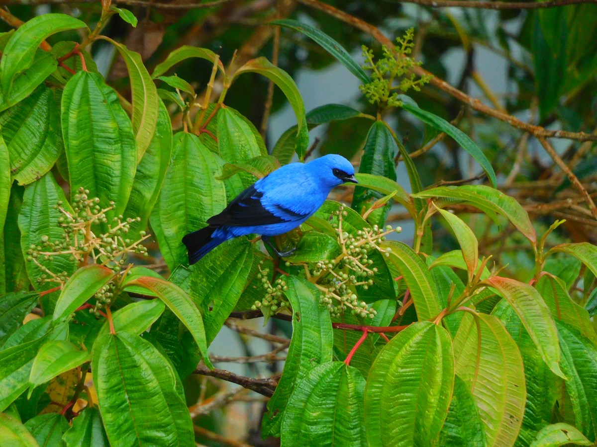 Blue-and-black Tanager - ML620317310