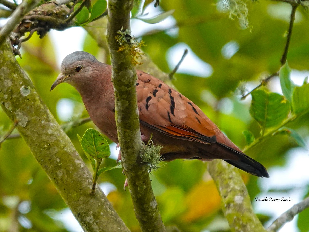 Ruddy Ground Dove - ML620317312