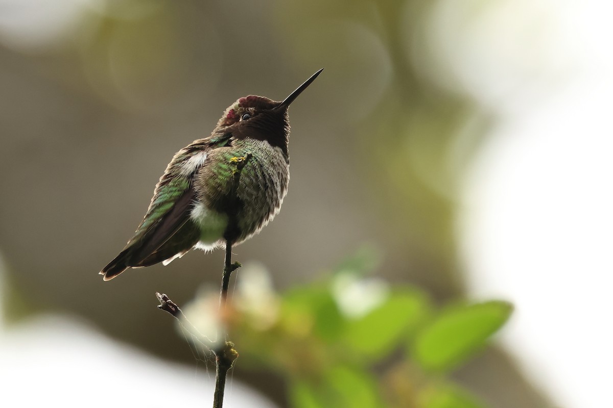 Anna's Hummingbird - ML620317322
