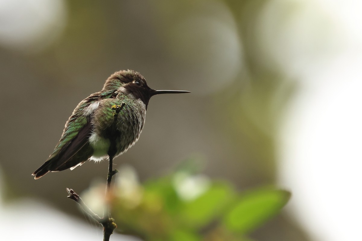 Anna's Hummingbird - ML620317323