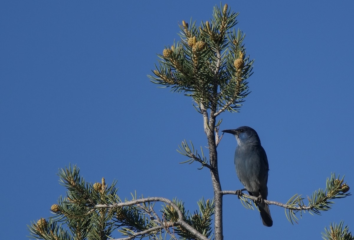 Pinyon Jay - ML620317326