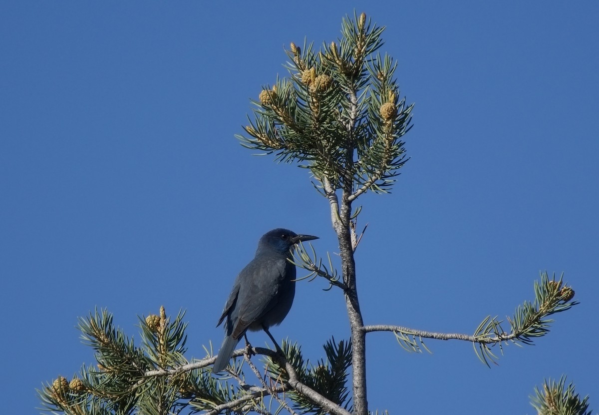 Pinyon Jay - ML620317327