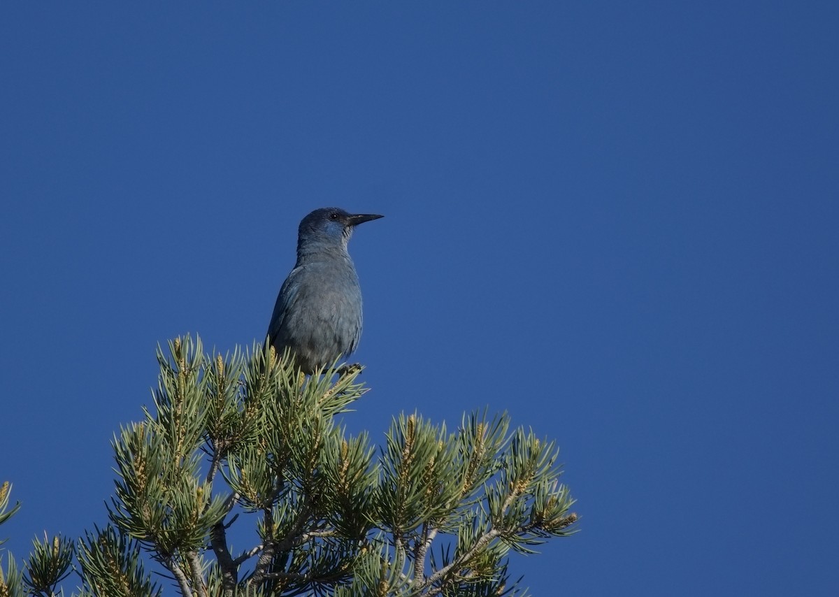 Pinyon Jay - ML620317328