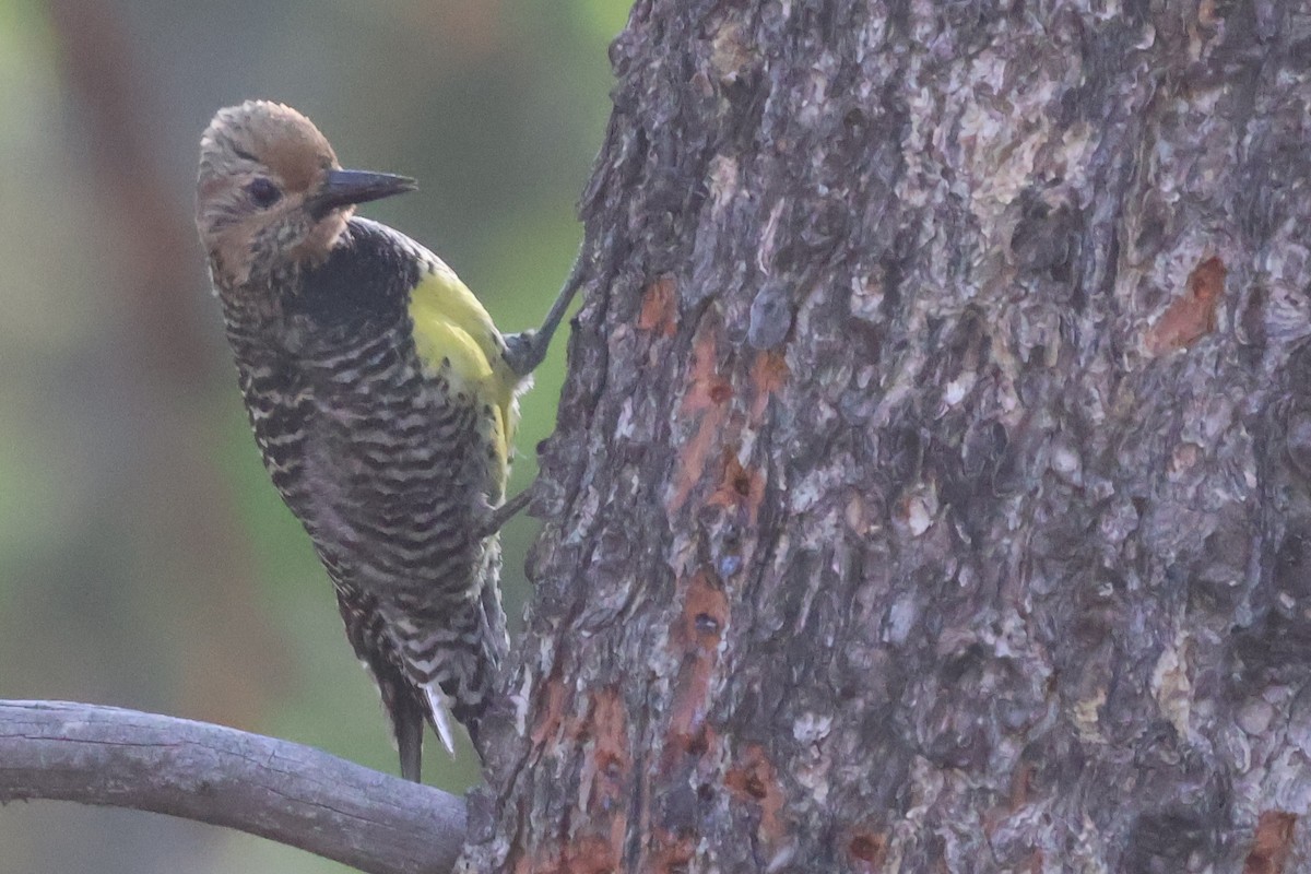 Williamson's Sapsucker - Scott Shaum