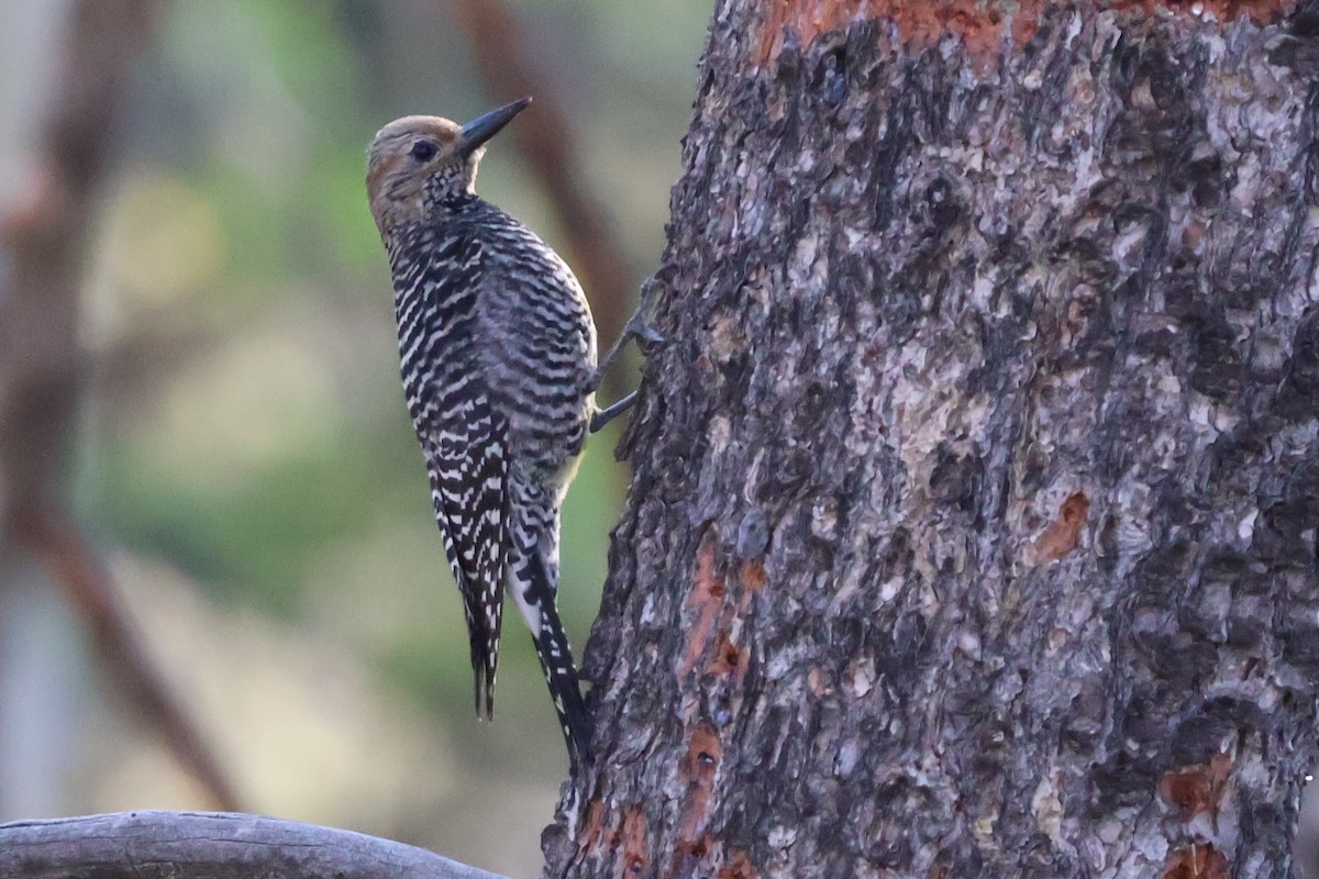 Williamson's Sapsucker - ML620317330