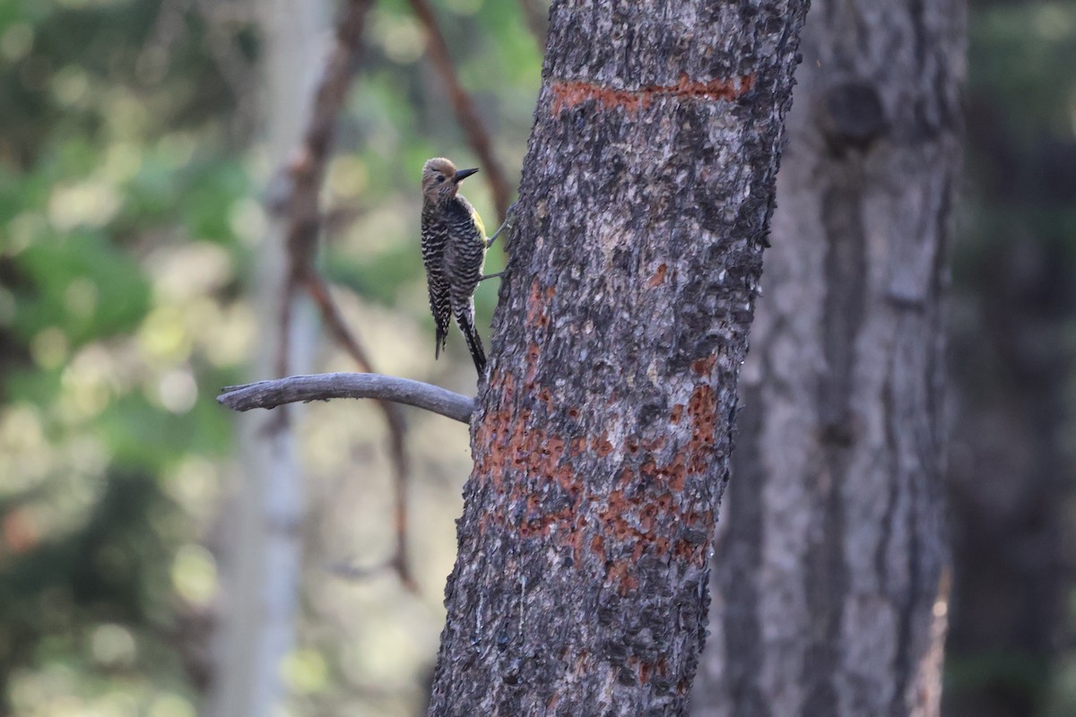 Williamson's Sapsucker - ML620317331