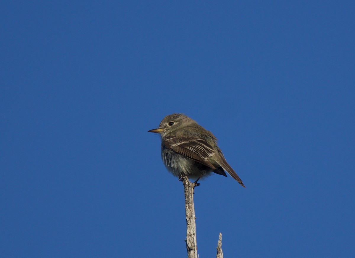 Gray Flycatcher - ML620317339