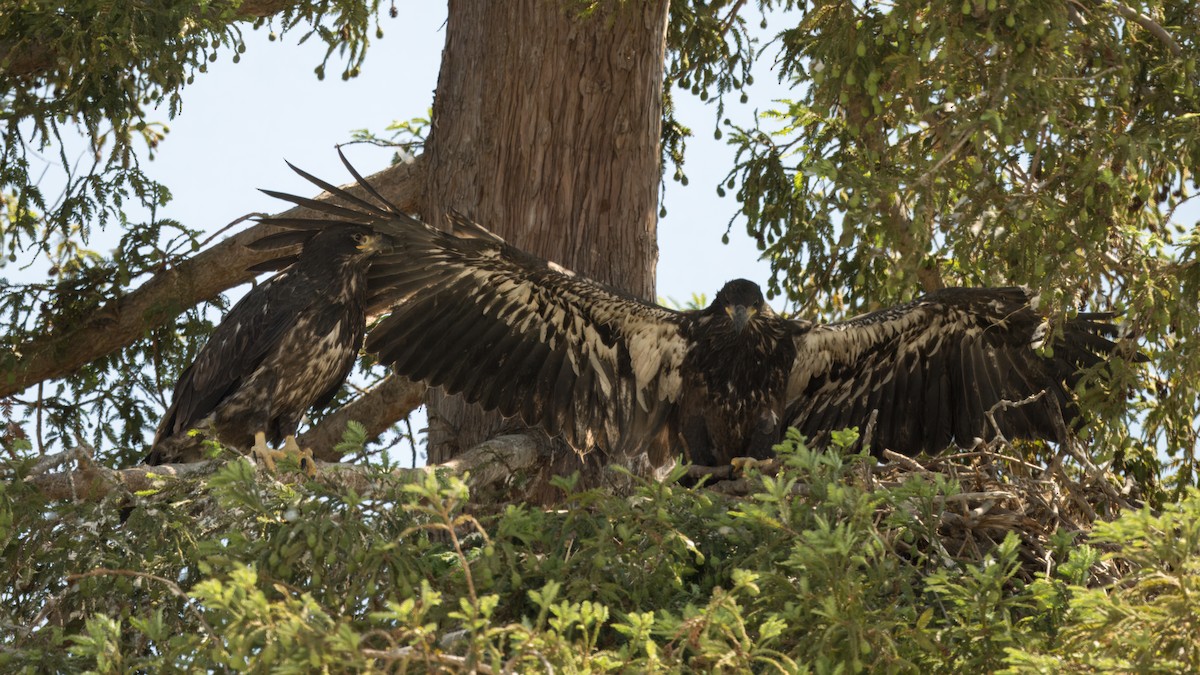 Bald Eagle - ML620317340