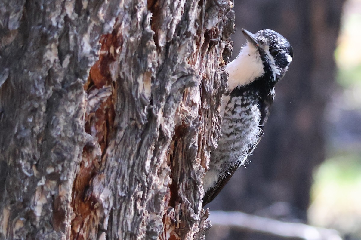 American Three-toed Woodpecker - ML620317347