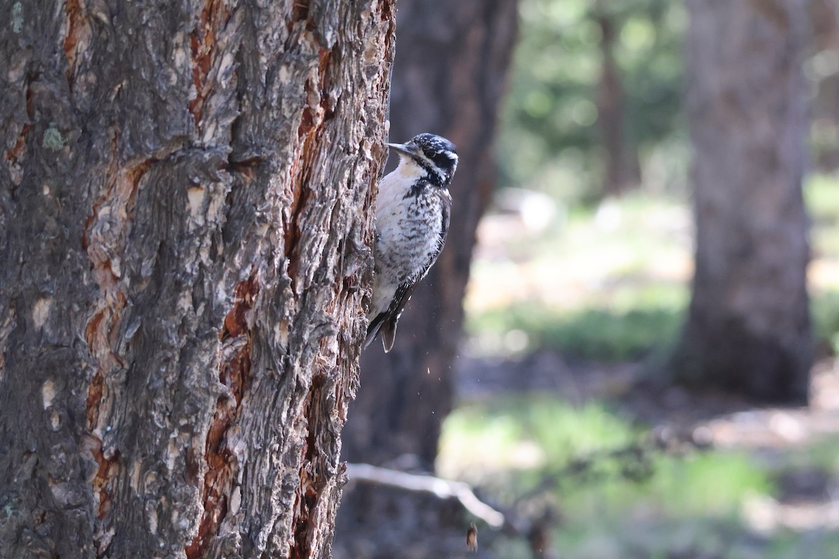 American Three-toed Woodpecker - ML620317350