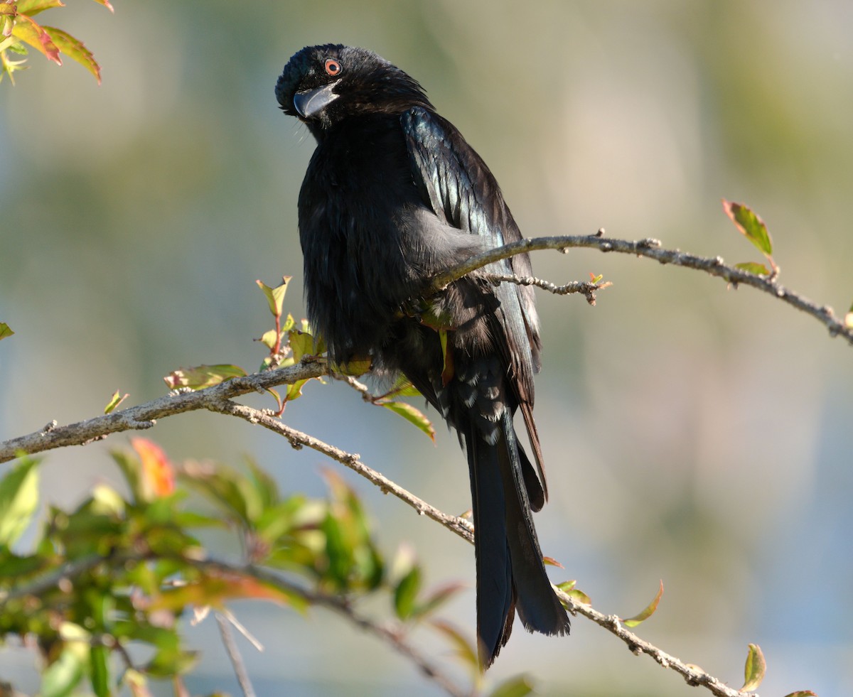 Spangled Drongo - ML620317356