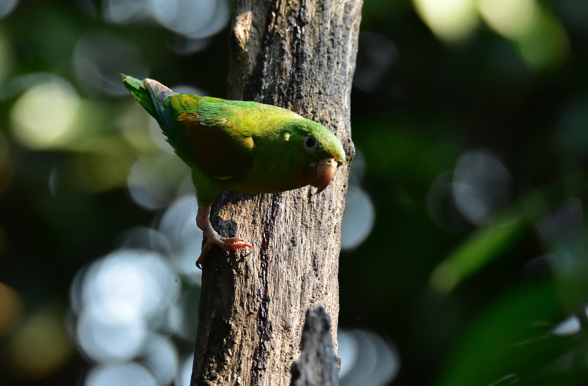 Orange-chinned Parakeet - ML620317359