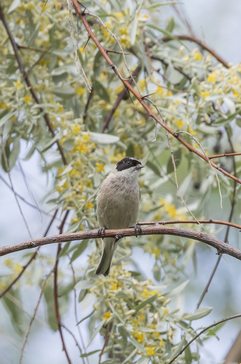 White-crowned Penduline-Tit - john bishop