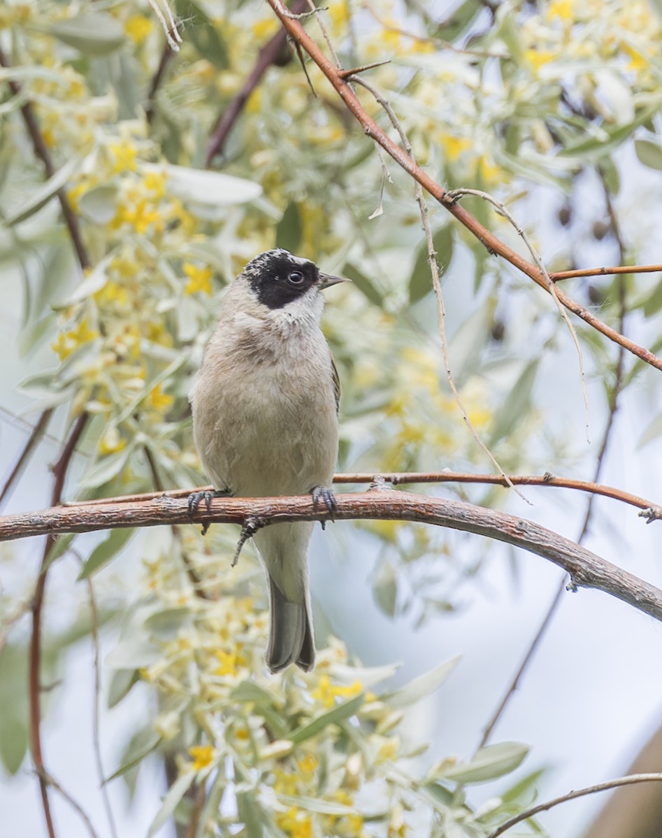 Eurasian Penduline-Tit - ML620317370