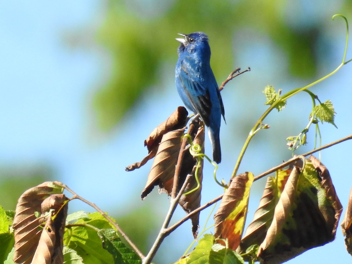 Indigo Bunting - ML620317374