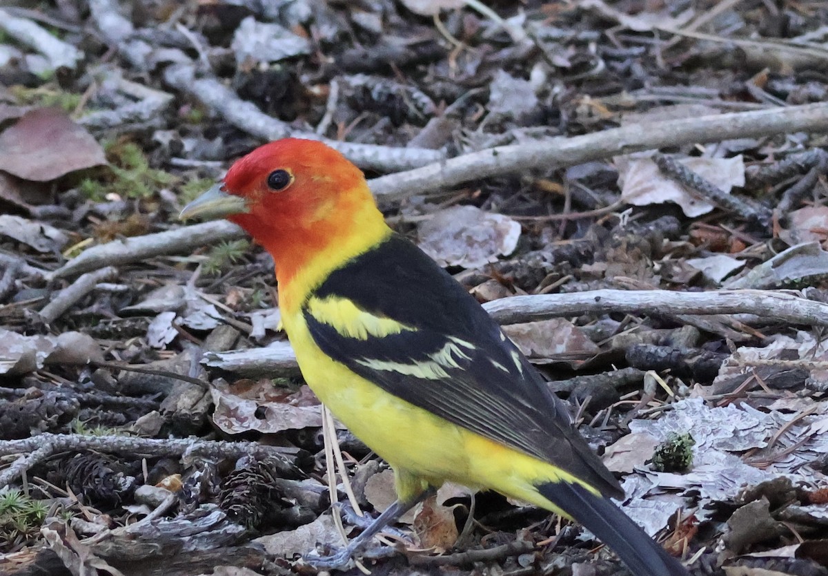 Western Tanager - ML620317375