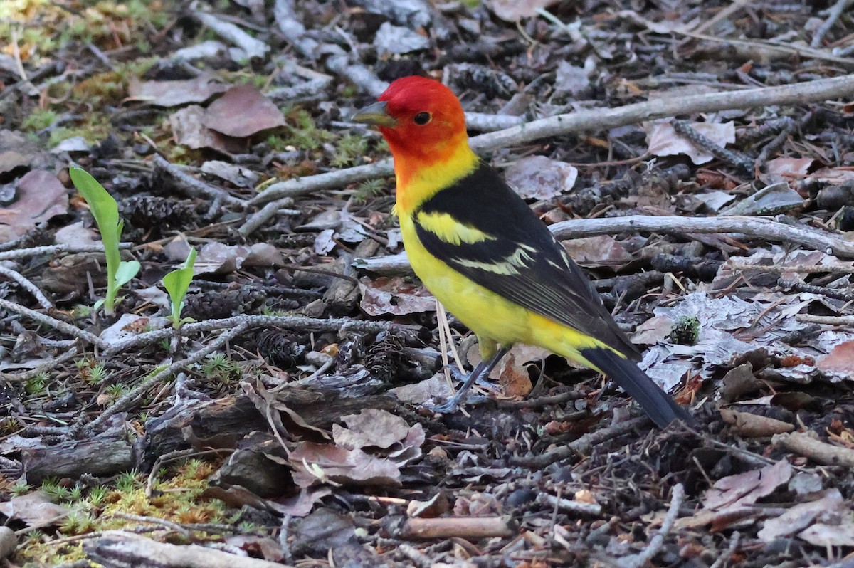 Western Tanager - ML620317376