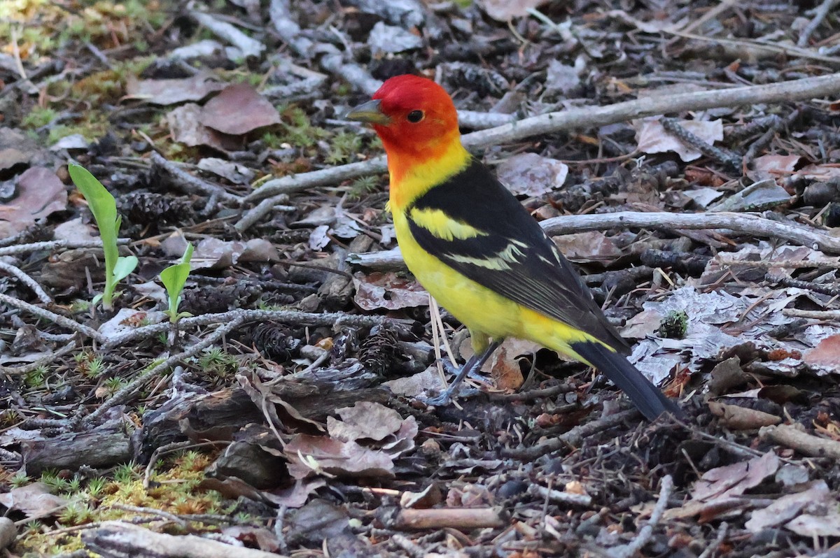 Piranga à tête rouge - ML620317376