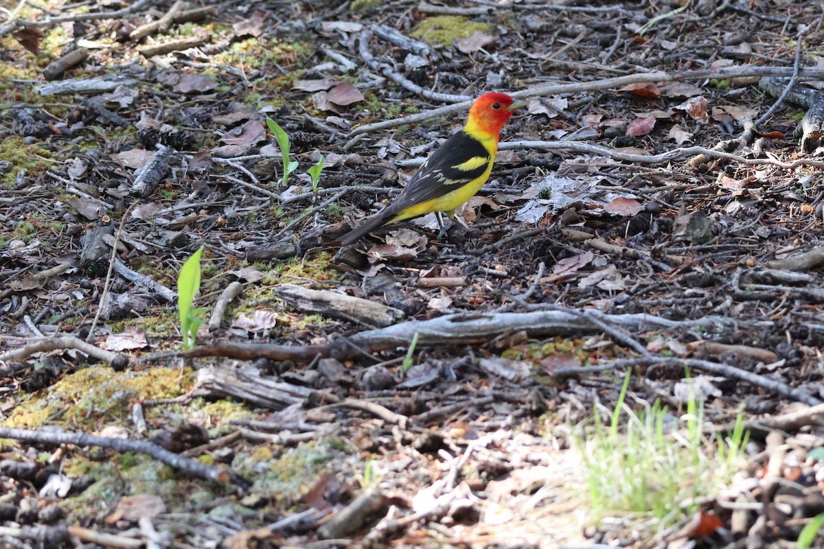 Piranga à tête rouge - ML620317377